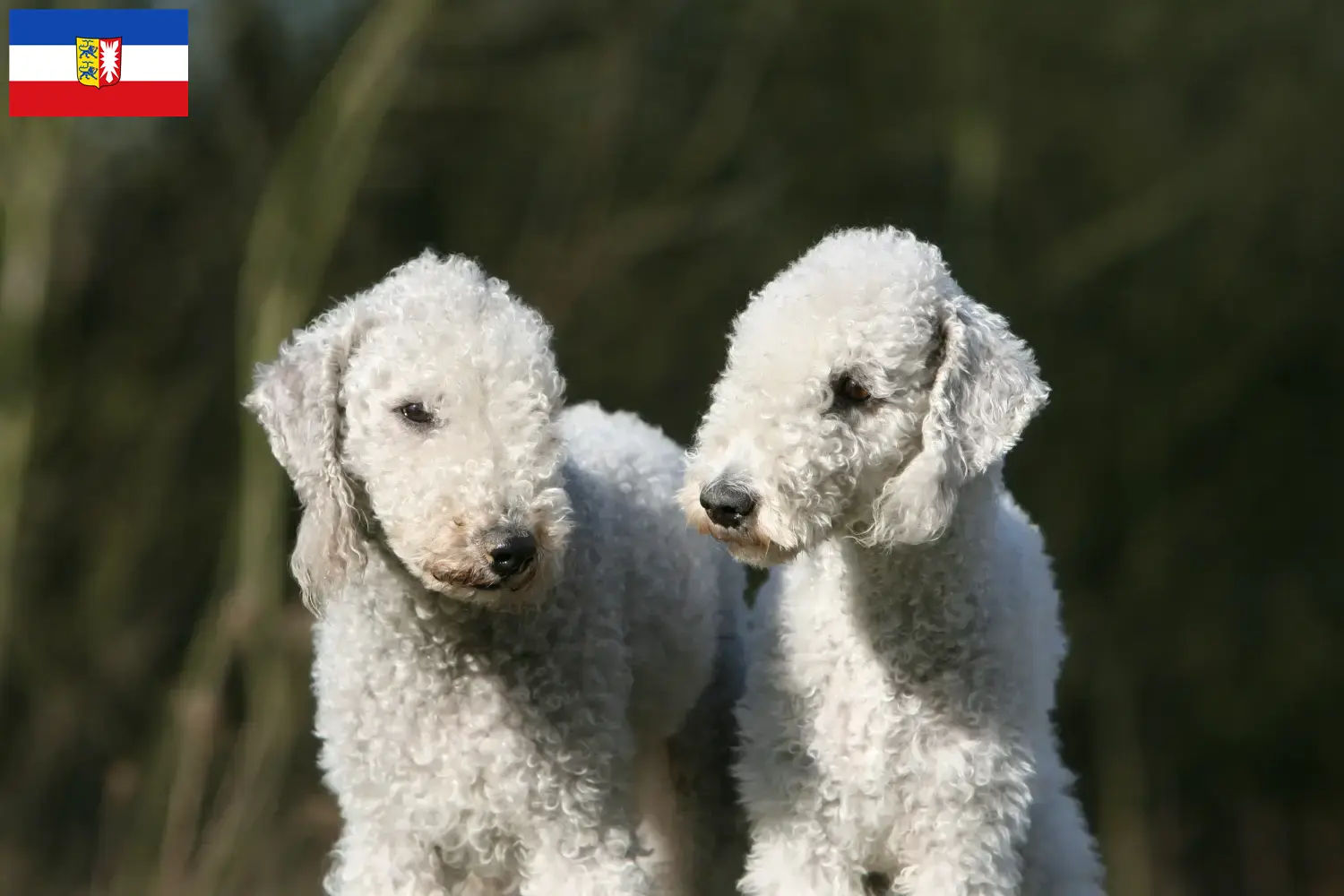 Read more about the article Bedlington terrier tenyésztők és kiskutyák Schleswig-Holstein tartományban