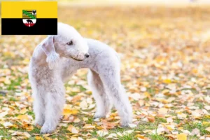 Read more about the article Bedlington terrier tenyésztők és kölykök Szász-Anhaltban