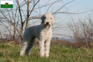 Read more about the article Bedlington terrier tenyésztők és kölykök Szászországban