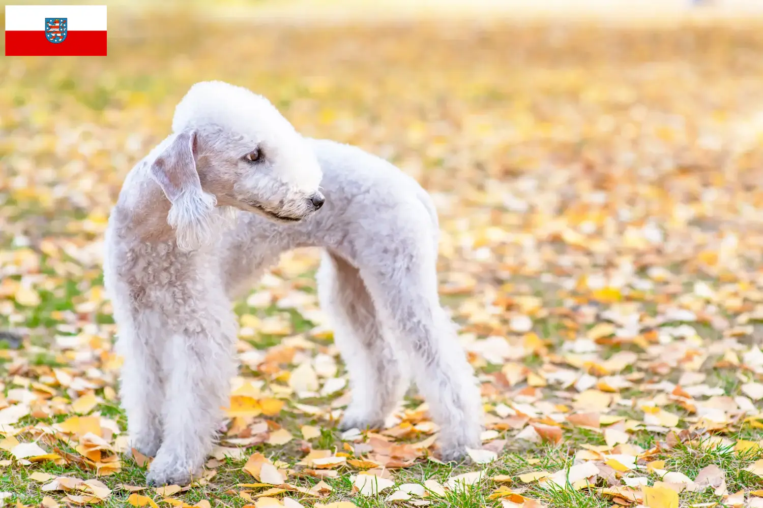 Bedlington terrier kiskutyák és tenyésztők Türingia Türingia területén található bedlington terrier tenyésztőket itt találja.