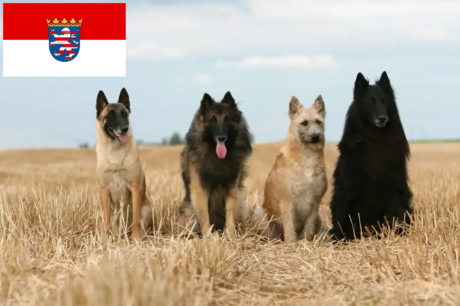 Belga juhászkutya kölykök és tenyésztő Hessen Itt talál belga juhászkutya tenyésztőket Hessenben.