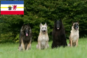 Read more about the article Belga juhászkutya tenyésztő és kölykök Mecklenburg-Vorpommernben