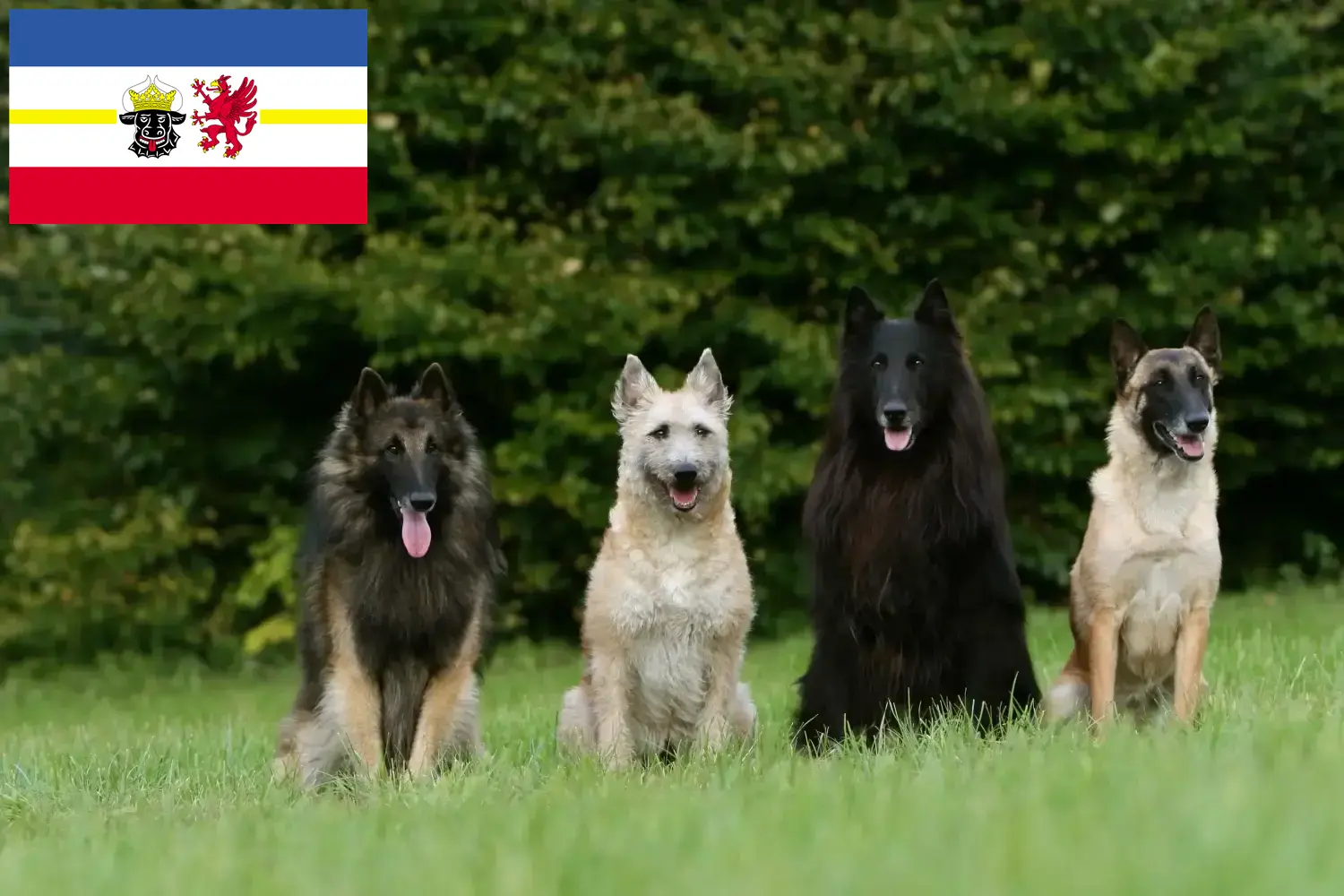 Read more about the article Belga juhászkutya tenyésztő és kölykök Mecklenburg-Vorpommernben