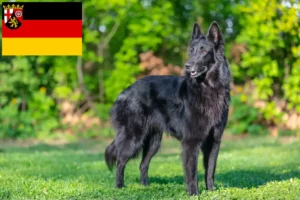 Read more about the article Belga juhászkutya tenyésztő és kölykök Rajna-vidék-Pfalzban