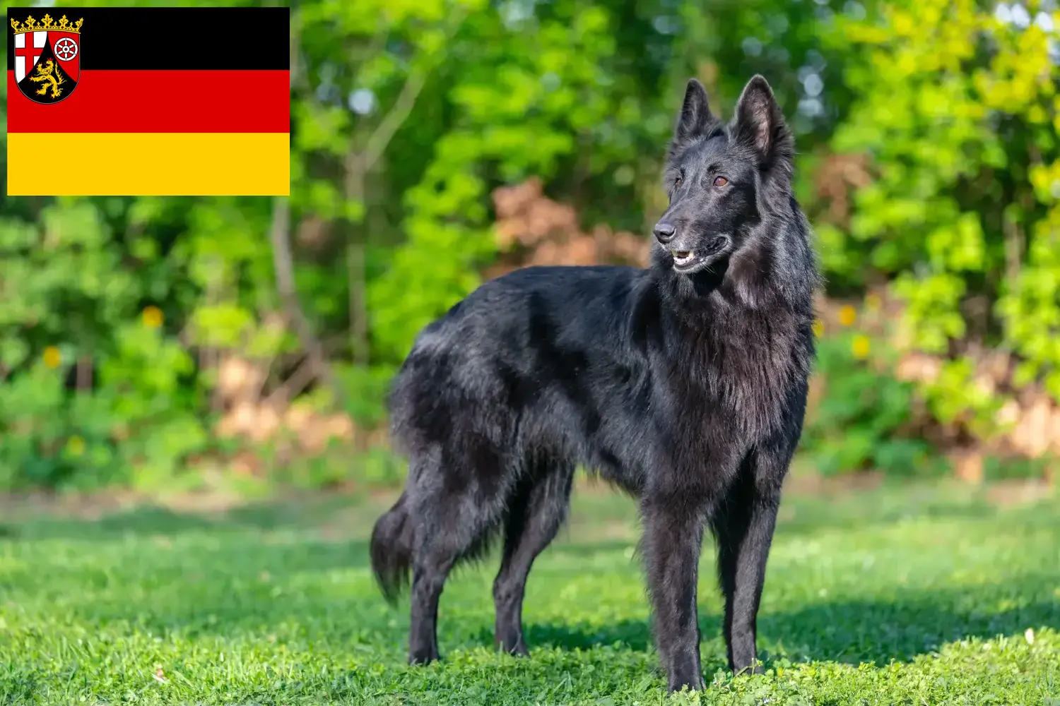 Read more about the article Belga juhászkutya tenyésztő és kölykök Rajna-vidék-Pfalzban