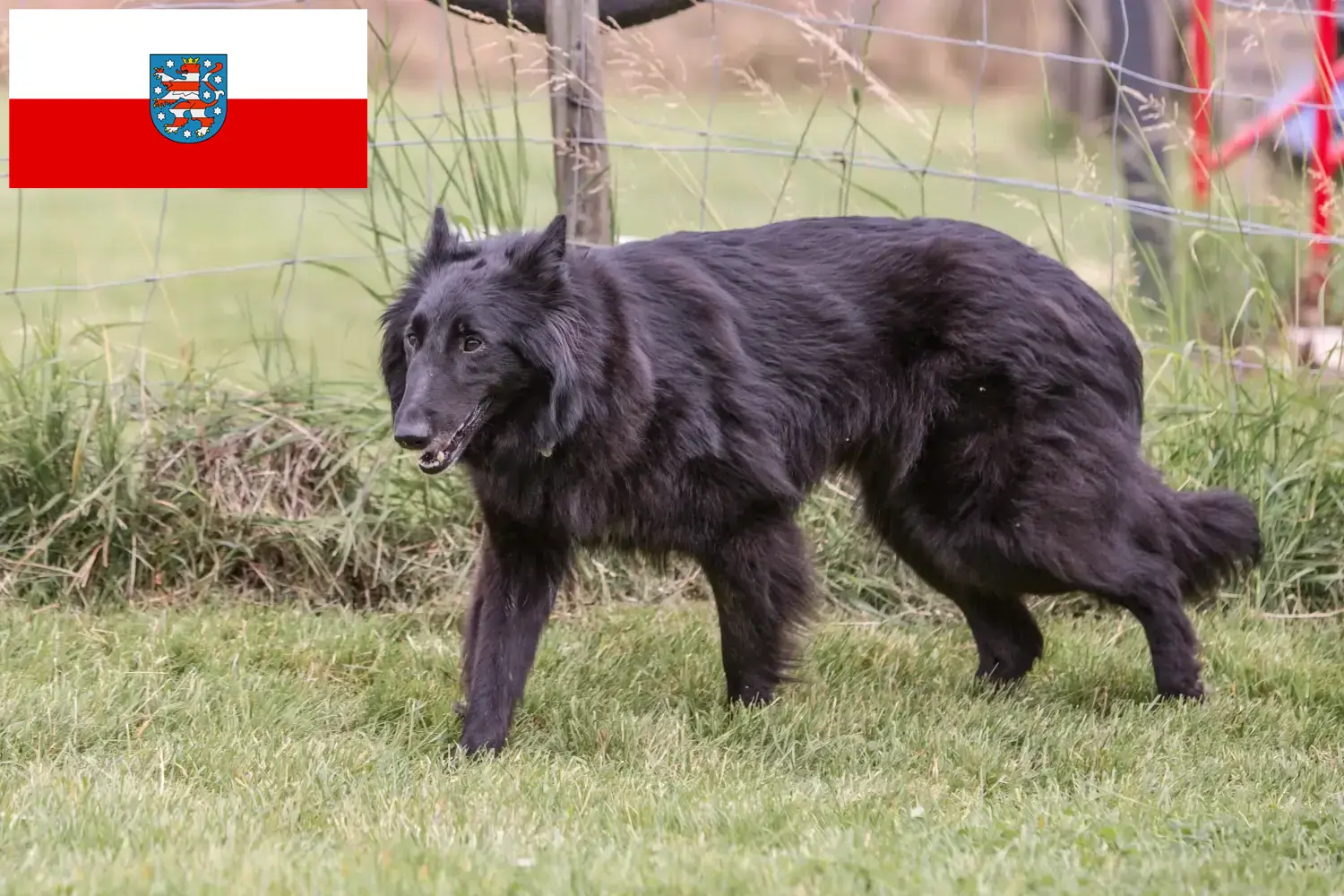 Belga juhászkutya kölykök és tenyésztők Türingia Itt talál belga juhászkutya tenyésztőket Türingiában.