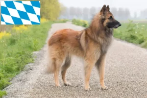 Read more about the article Belga juhászkutya tenyésztő és kölykök Bajorországban