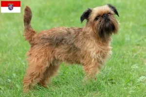 Read more about the article Belga törpe griffon tenyésztő és kölykök Hessenben