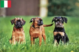 Read more about the article Belga törpe griffon tenyésztők és kölykök Olaszországban