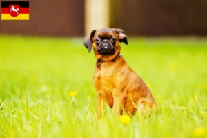 Read more about the article Belga törpe griffon tenyésztők és kölykök Alsó-Szászországban
