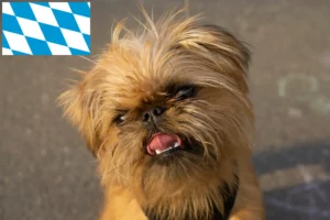 Read more about the article Belga törpe griffon tenyésztők és kölykök Bajorországban