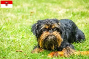 Read more about the article Belga törpe griffon tenyésztők és kölykök Brandenburgban