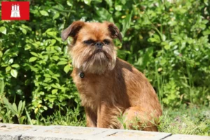Read more about the article Belga törpe griffon tenyésztő és kölykök Hamburgban