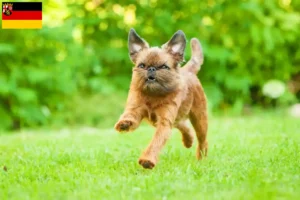 Read more about the article Belga törpe griffon tenyésztők és kölykök Rajna-vidék-Pfalzban