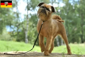 Read more about the article Belga törpe griffon tenyésztő és kölykök Saar-vidéken