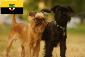 Read more about the article Belga törpe griffon tenyésztők és kölykök Szász-Anhaltban