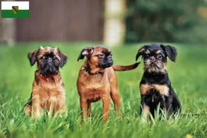 Read more about the article Belga törpe griffon tenyésztők és kölykök Szászországban