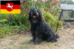 Read more about the article Bergamasker juhászkutya tenyésztő és kölykök Alsó-Szászországban
