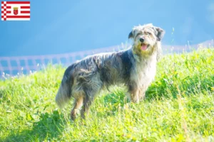 Read more about the article Bergamasker juhászkutya tenyésztő és kölykök Brémában