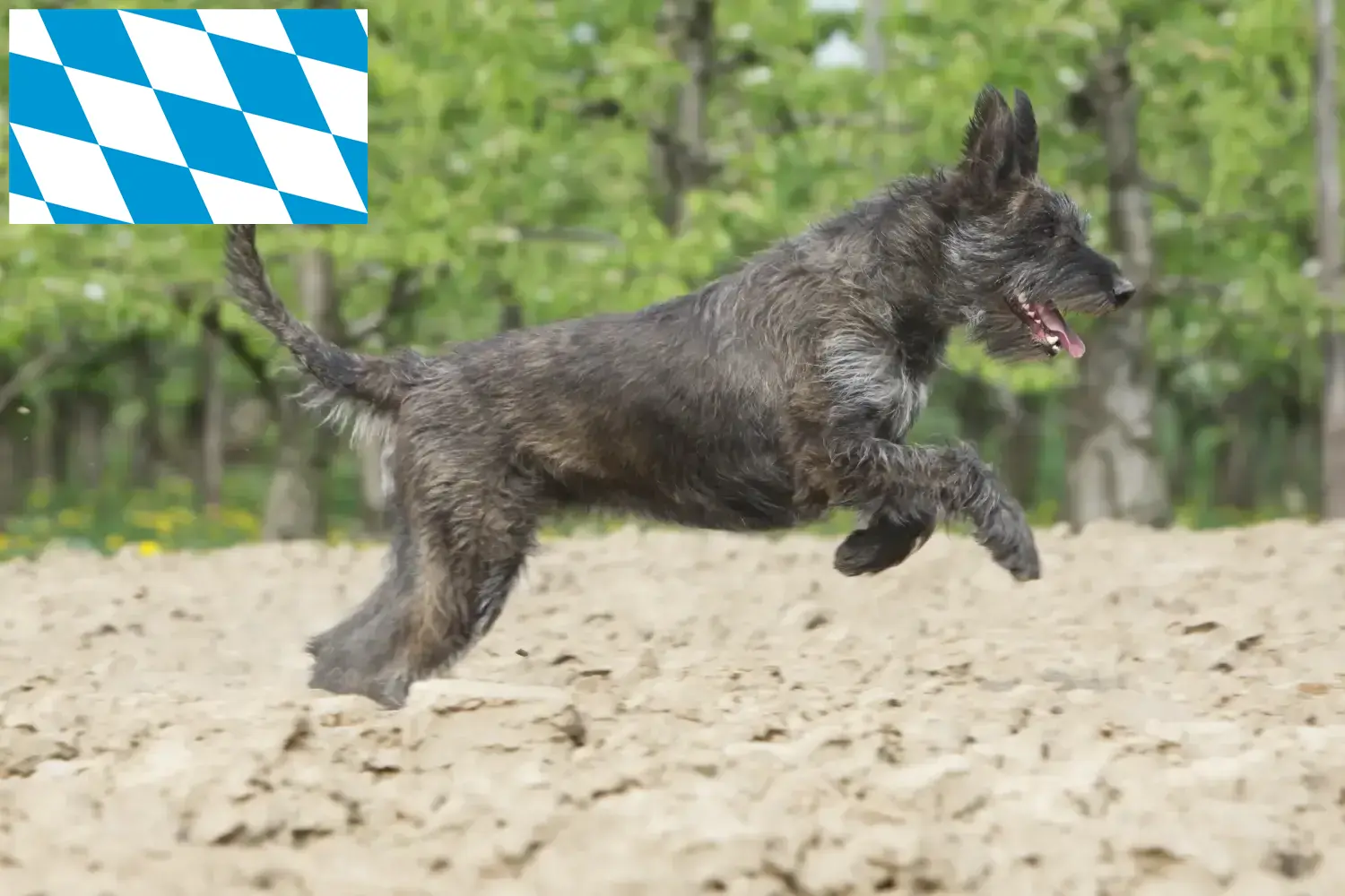 Berger de Picardie kiskutyák és tenyésztők Bajorország Itt talál Berger de Picardies tenyésztőket Bajorországban.