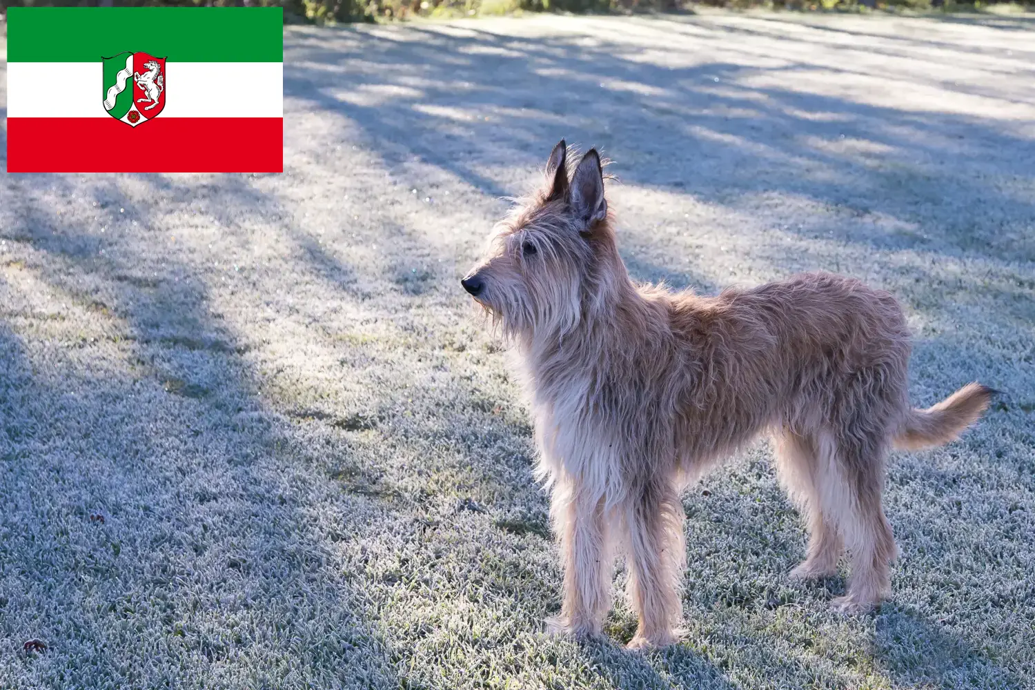 Berger de Picardie kiskutyák és tenyésztők Észak-Rajna-Vesztfália Itt talál Berger de Picardies tenyésztőket Észak-Rajna-Vesztfáliában.