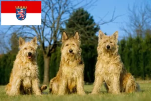 Read more about the article Berger de Picardie tenyésztők és kiskutyák Hessenben