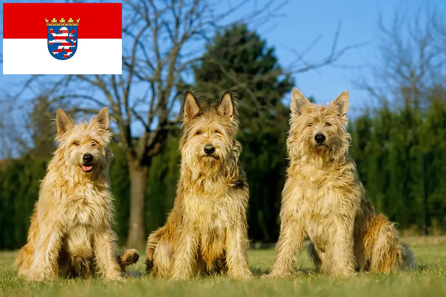 Berger de Picardie kiskutyák és tenyésztők Hessen Itt talál Berger de Picardies tenyésztőket Hessenben.