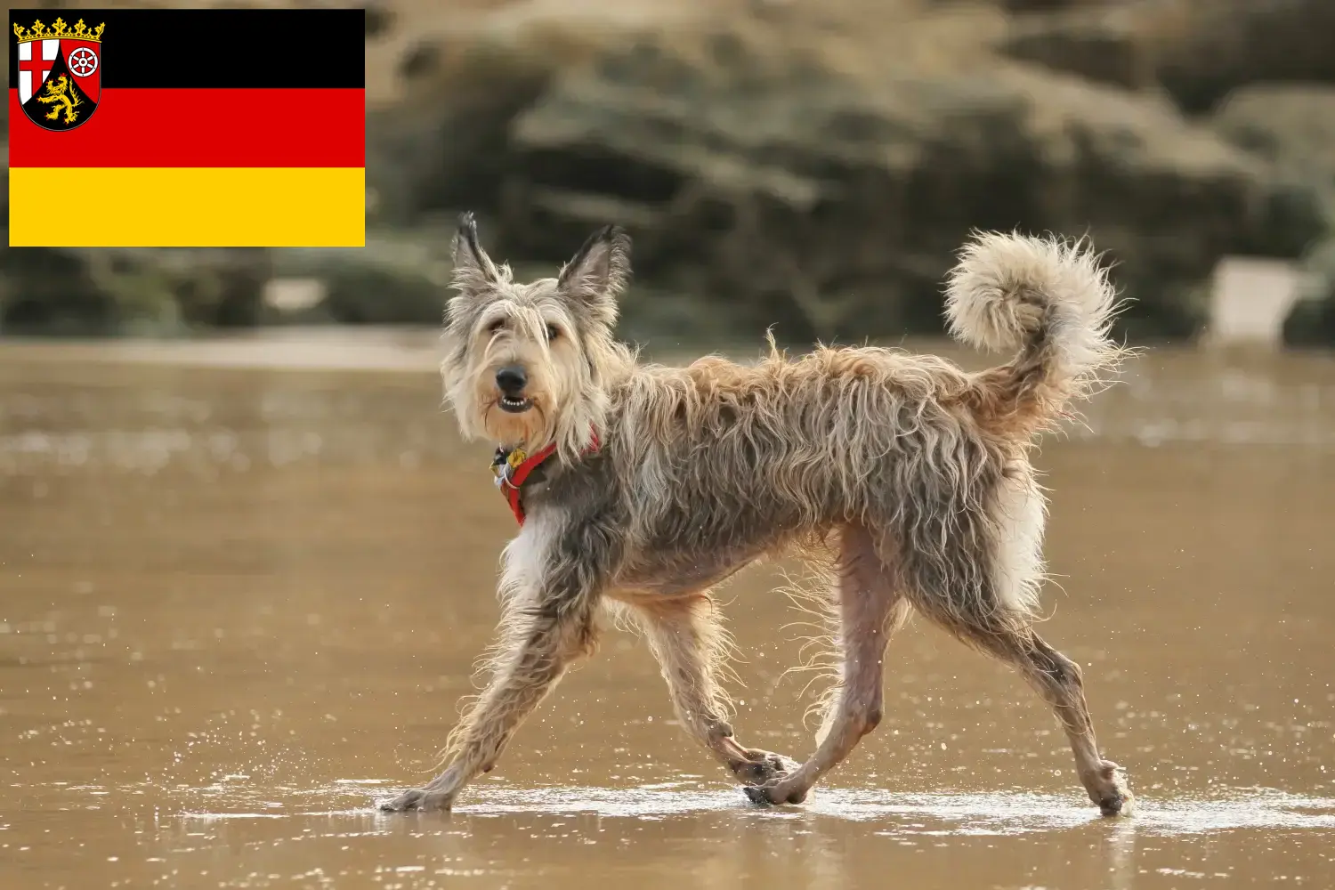 Berger de Picardie kölyökkutyák és tenyésztők Rajna-vidék-Pfalz Itt talál Berger de Picardies tenyésztőket Rajna-vidék-Pfalzban.