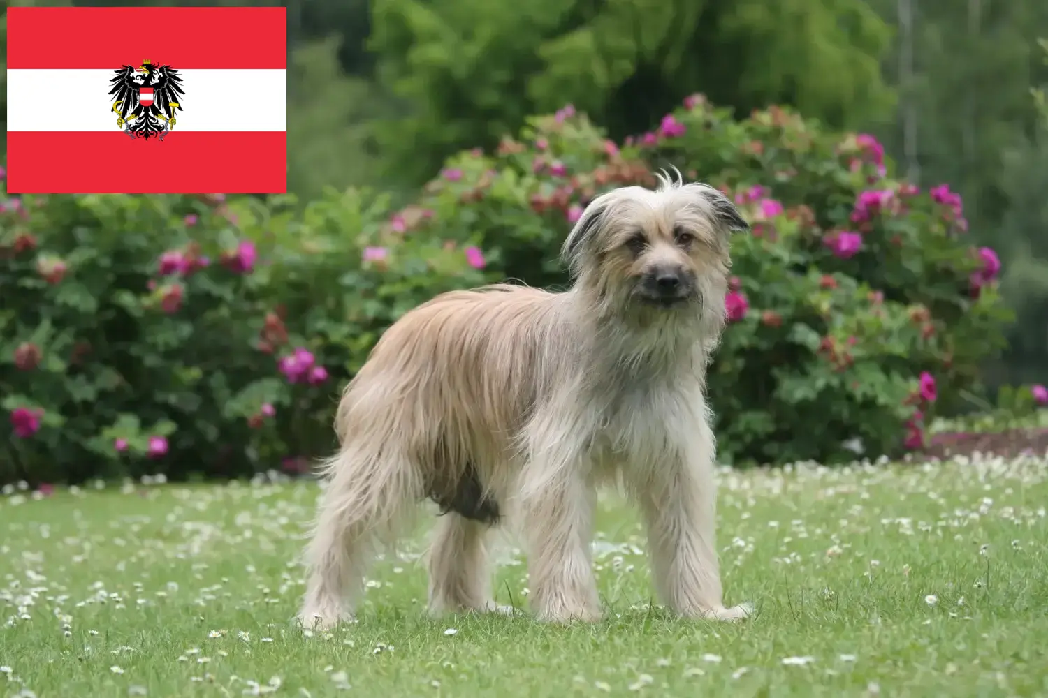 Berger des Pyrenees kiskutyák és tenyésztők Ausztria Itt talál Berger des Pyrenees tenyésztőket Ausztriában.