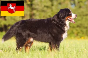 Read more about the article Berni hegyikutya tenyésztő és kölykök Alsó-Szászországban