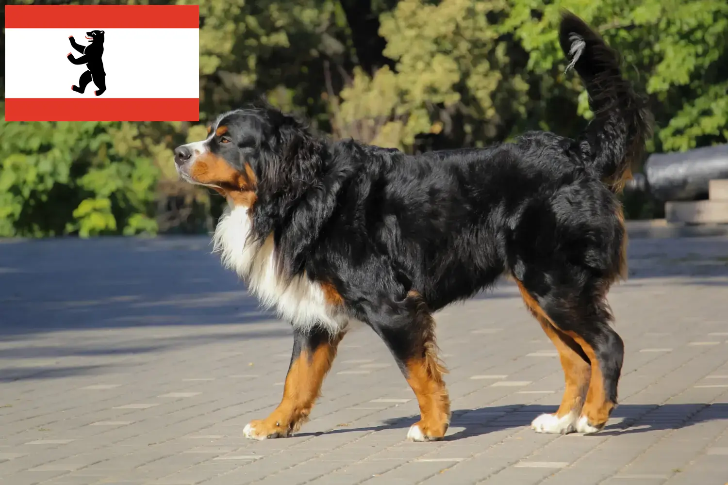 Read more about the article Berni hegyikutya tenyésztő és kölykök Berlinben