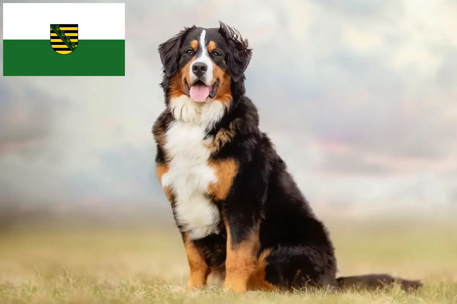 Read more about the article Berni hegyikutya tenyésztő és kölykök Szászországban