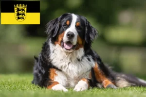 Read more about the article Berni hegyikutya tenyésztő és kölykök Baden-Württembergben