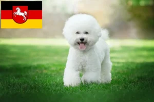Read more about the article Bichon Frisé tenyésztők és kiskutyák Alsó-Szászországban