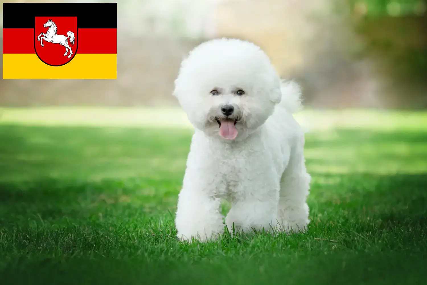 Bichon Frisé kölyökkutyák és tenyésztők Alsó-Szászországban Itt találhat Bichon Frisé tenyésztőket Alsó-Szászországban.