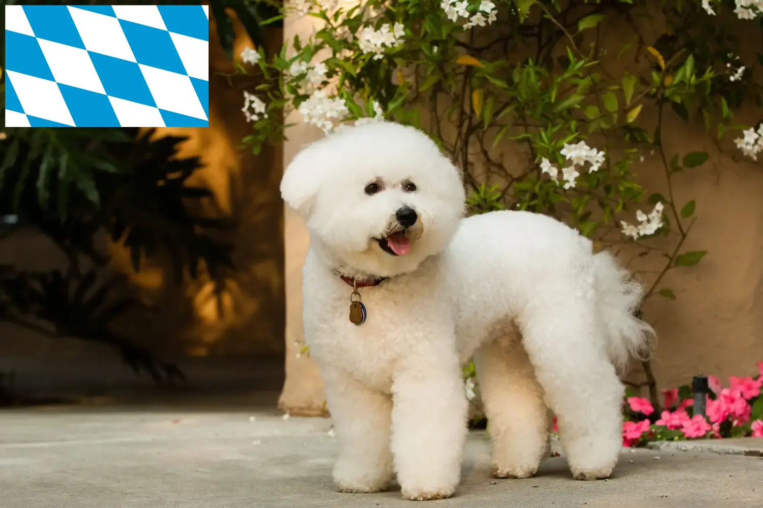 Bichon Frisé kiskutyák és tenyésztők Bajorországban Itt talál Bichon Frisé tenyésztőket Bajorországban.