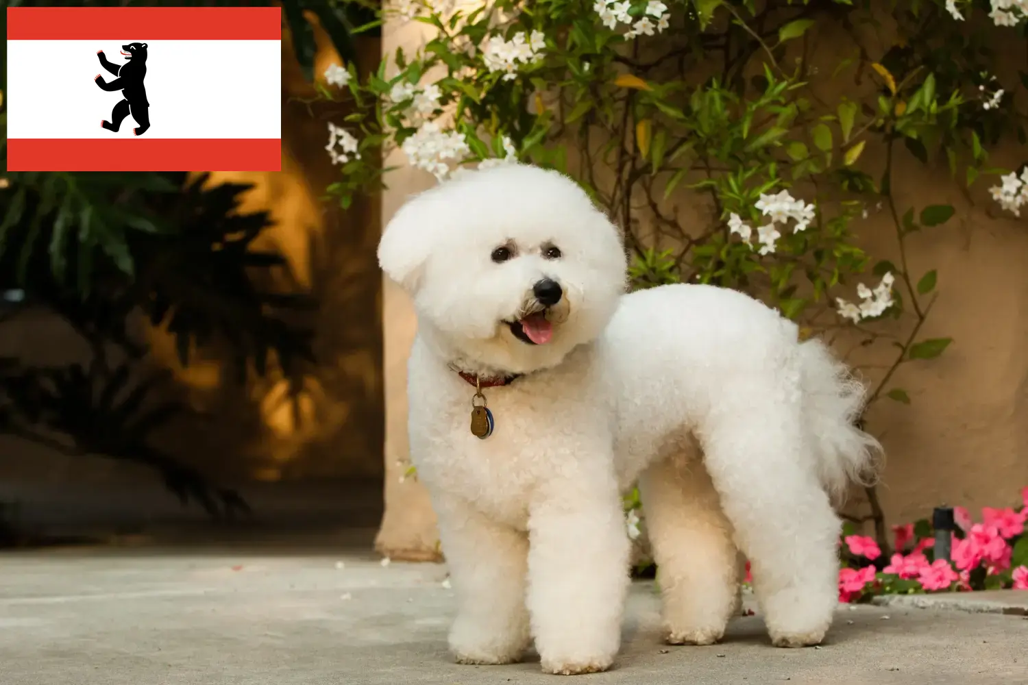 Bichon Frisé kiskutyák és tenyésztők Berlin Keress Bichon Frisé tenyésztőket Berlin területén.