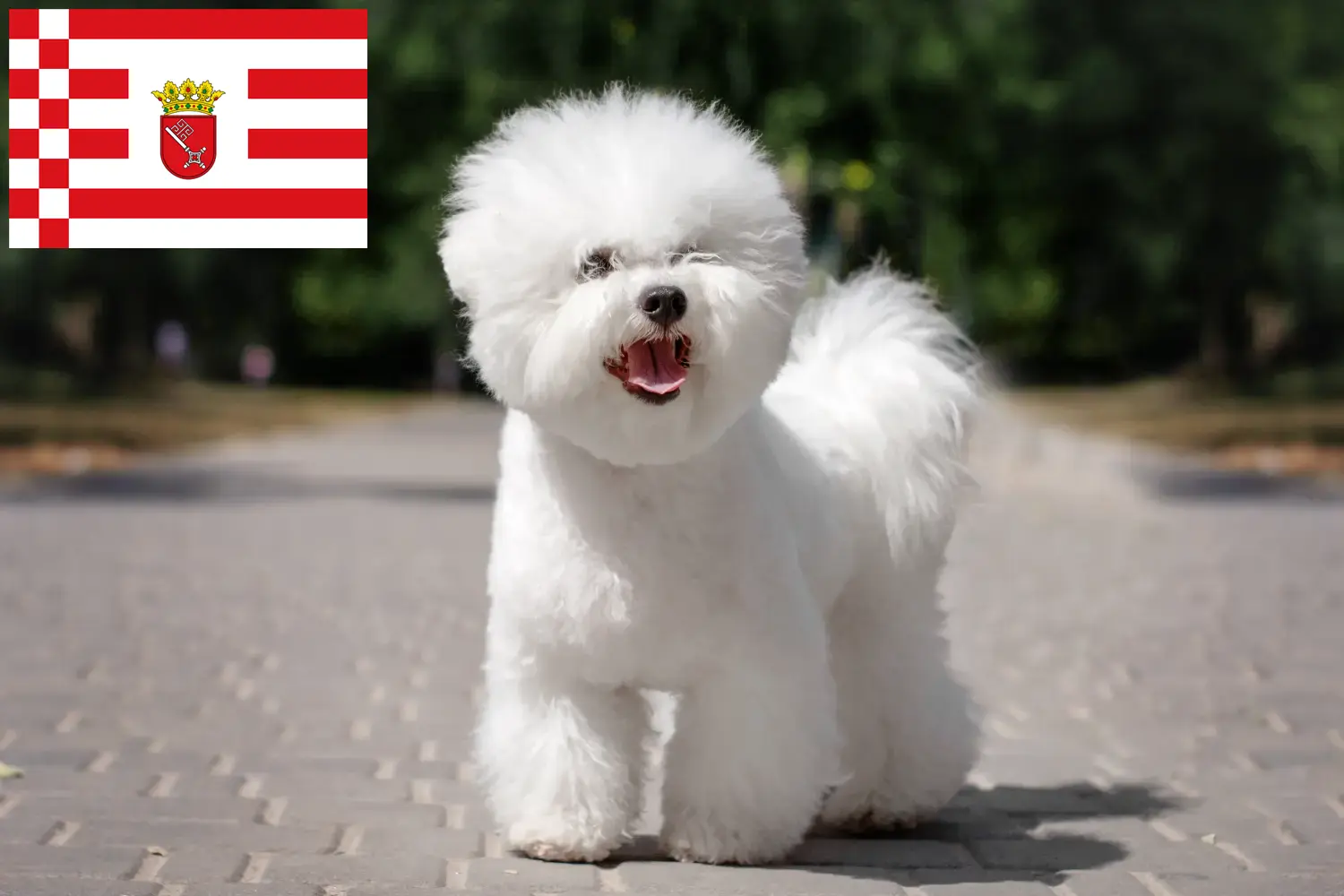 Bichon Frisé kiskutyák és tenyésztők Bréma Keresse meg a Bichon Frisé tenyésztőket Bréma területén.