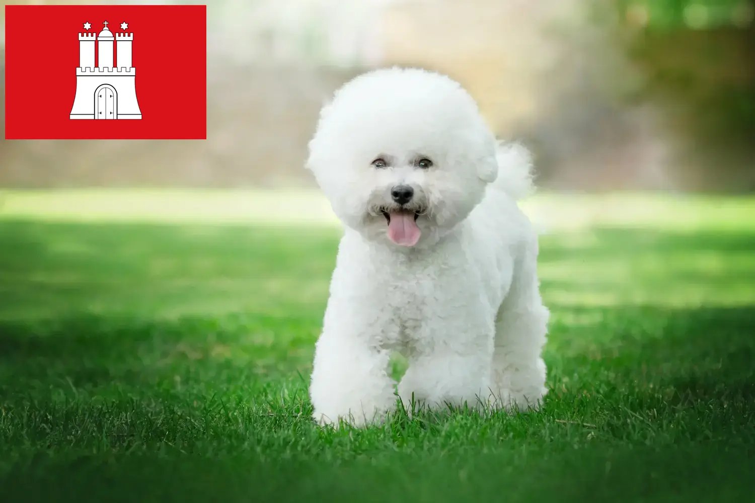 Bichon Frisé kölyökkutyák és tenyésztők Hamburg Keress Bichon Frisé tenyésztőket Hamburg-ban.