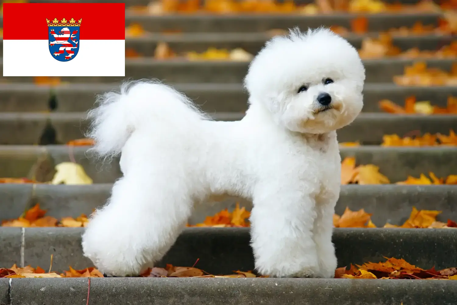 Bichon Frisé kölyökkutyák és tenyésztők Hessen Itt találhat Bichon Frisé tenyésztőket Hessenben.