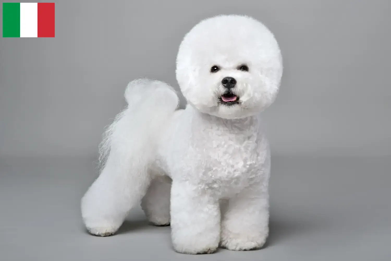Bichon Frisé kiskutyák és tenyésztők Olaszországban Bichon Frisé tenyésztők keresése Olaszországban.