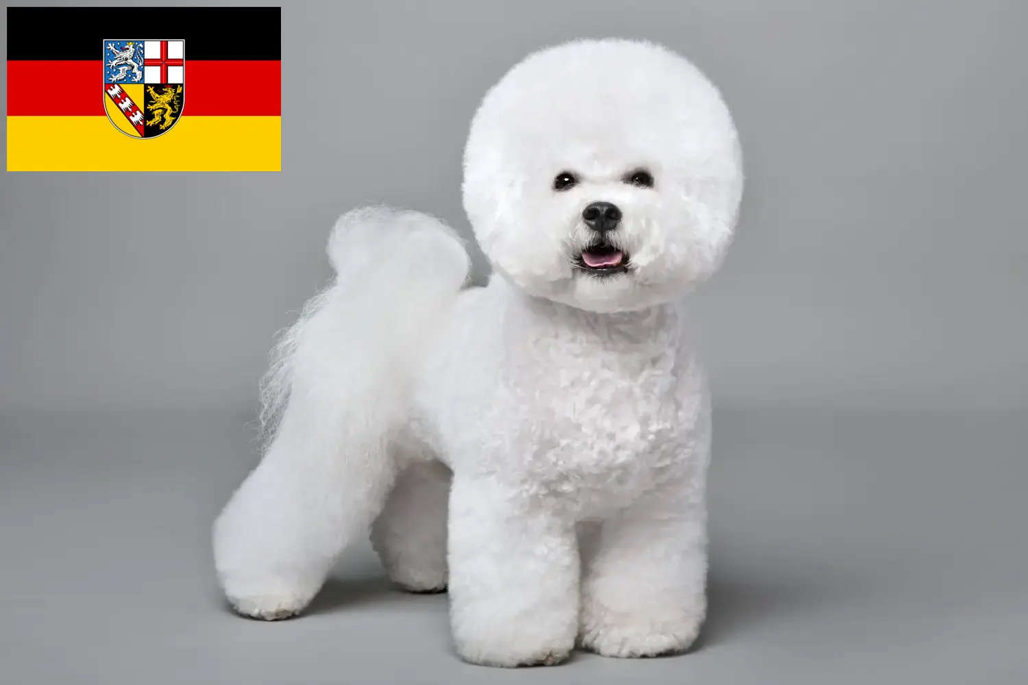 Bichon Frisé kölyökkutyák és tenyésztők Saar-vidék Itt találhat Bichon Frisé tenyésztőket Saar-vidéken.