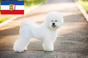 Read more about the article Bichon Frisé tenyésztők és kiskutyák Schleswig-Holstein tartományban