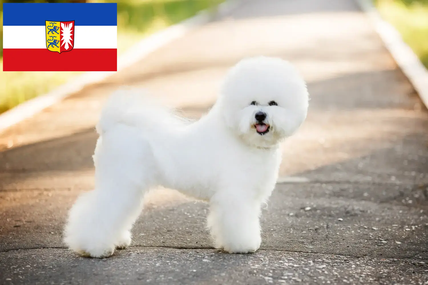 Bichon Frisé kölyökkutyák és tenyésztők Schleswig-Holstein Itt találhat Bichon Frisé tenyésztőket Schleswig-Holstein területén.