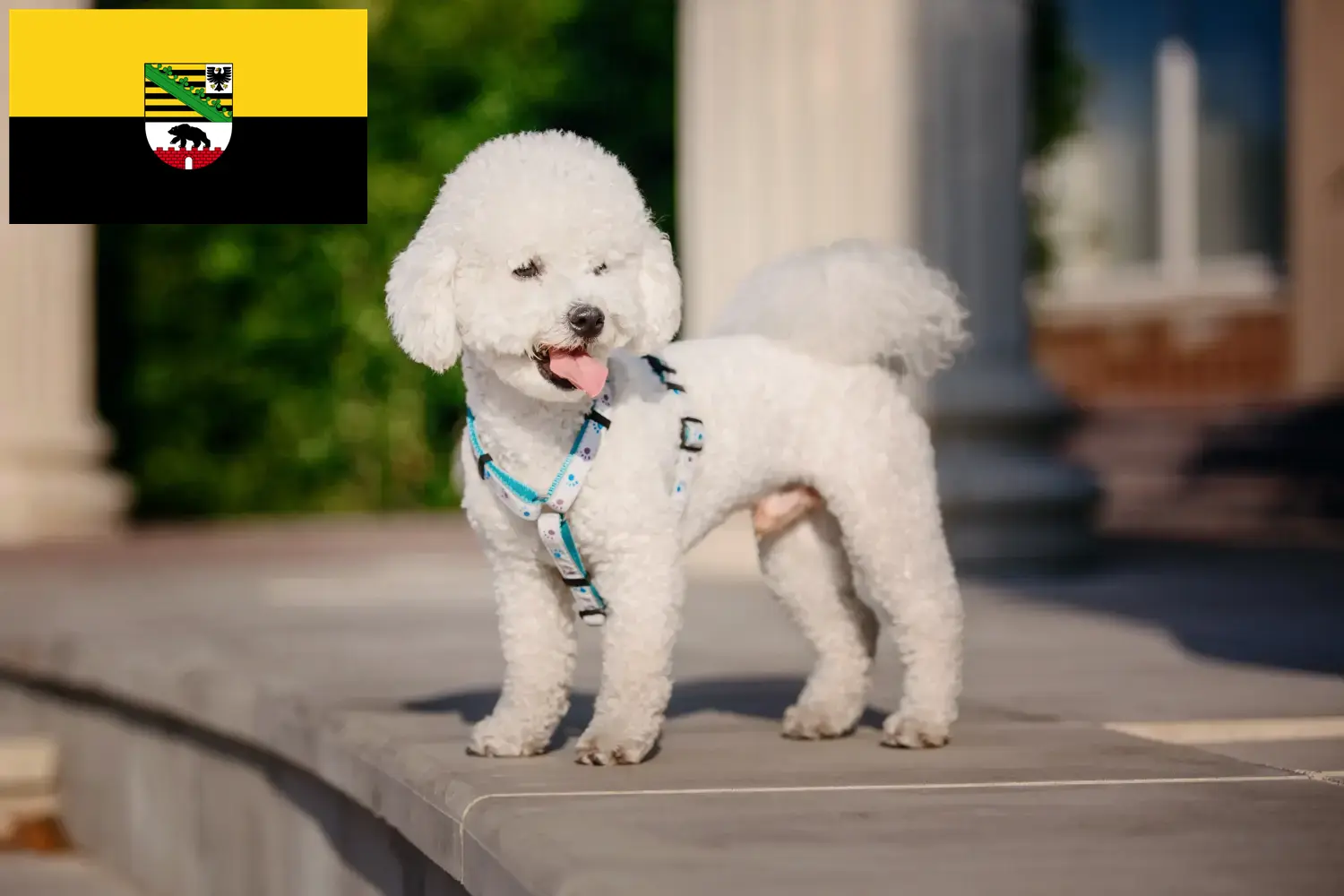 Bichon Frisé kiskutyák és tenyésztők Szász-Anhalt tartományban Keresse meg a Bichon Frisé tenyésztőket Szász-Anhalt területén.
