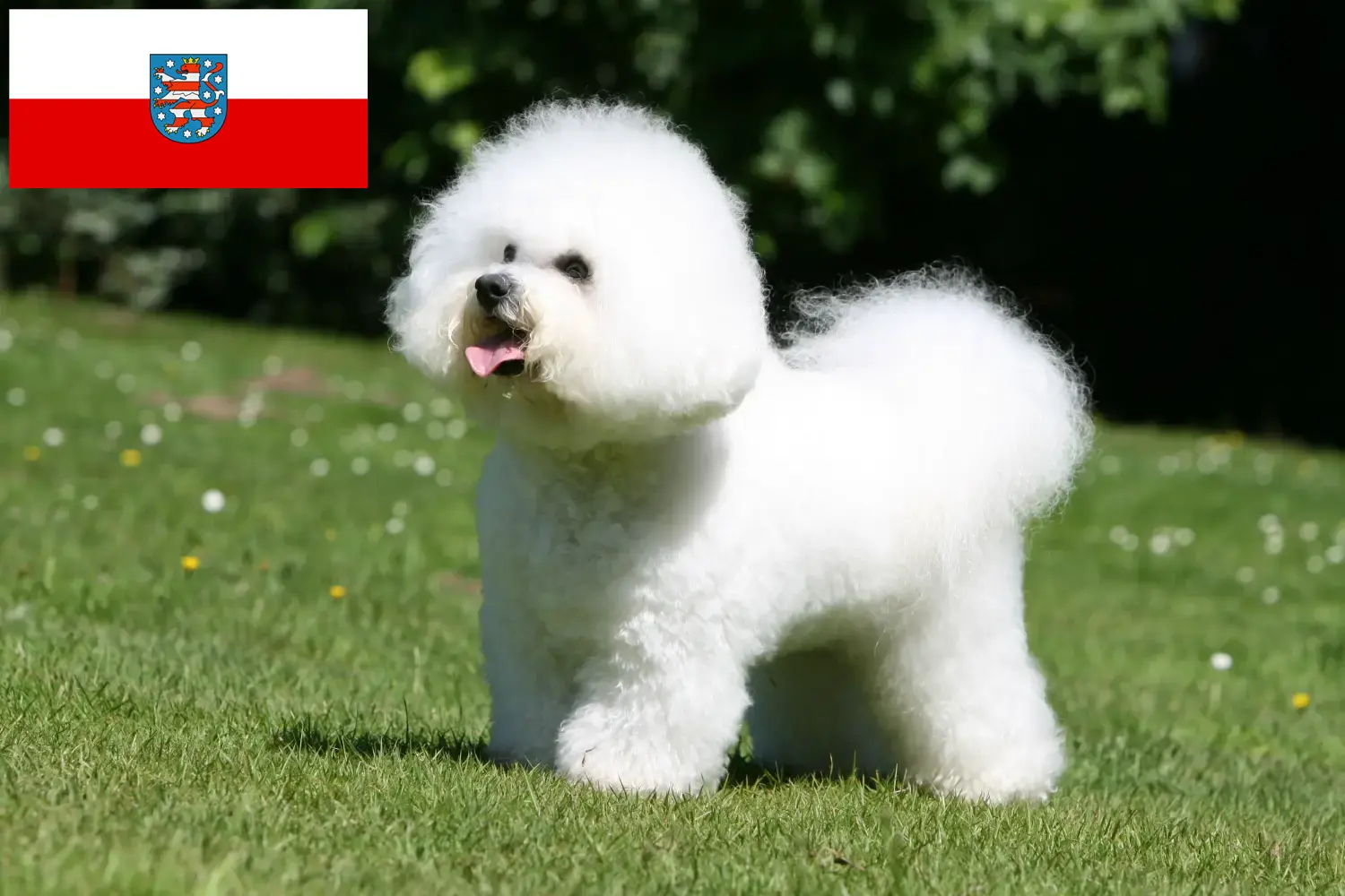Bichon Frisé kiskutyák és tenyésztők Türingia Keress Bichon Frisé tenyésztőket Türingia területén.