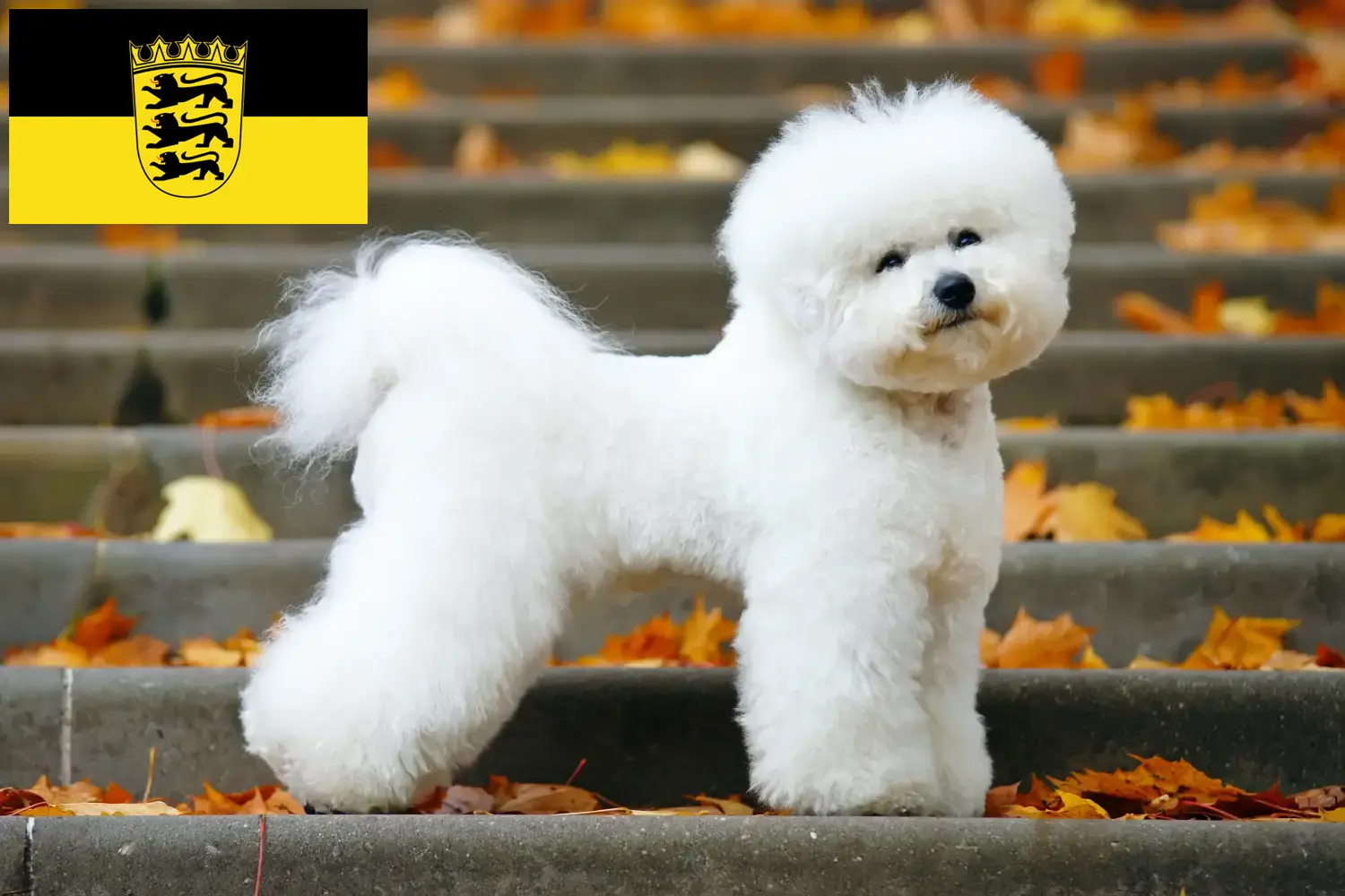 Bichon Frisé kölyökkutyák és tenyésztők Baden-Württembergben Itt találhat Bichon Frisé tenyésztőket Baden-Württembergben.