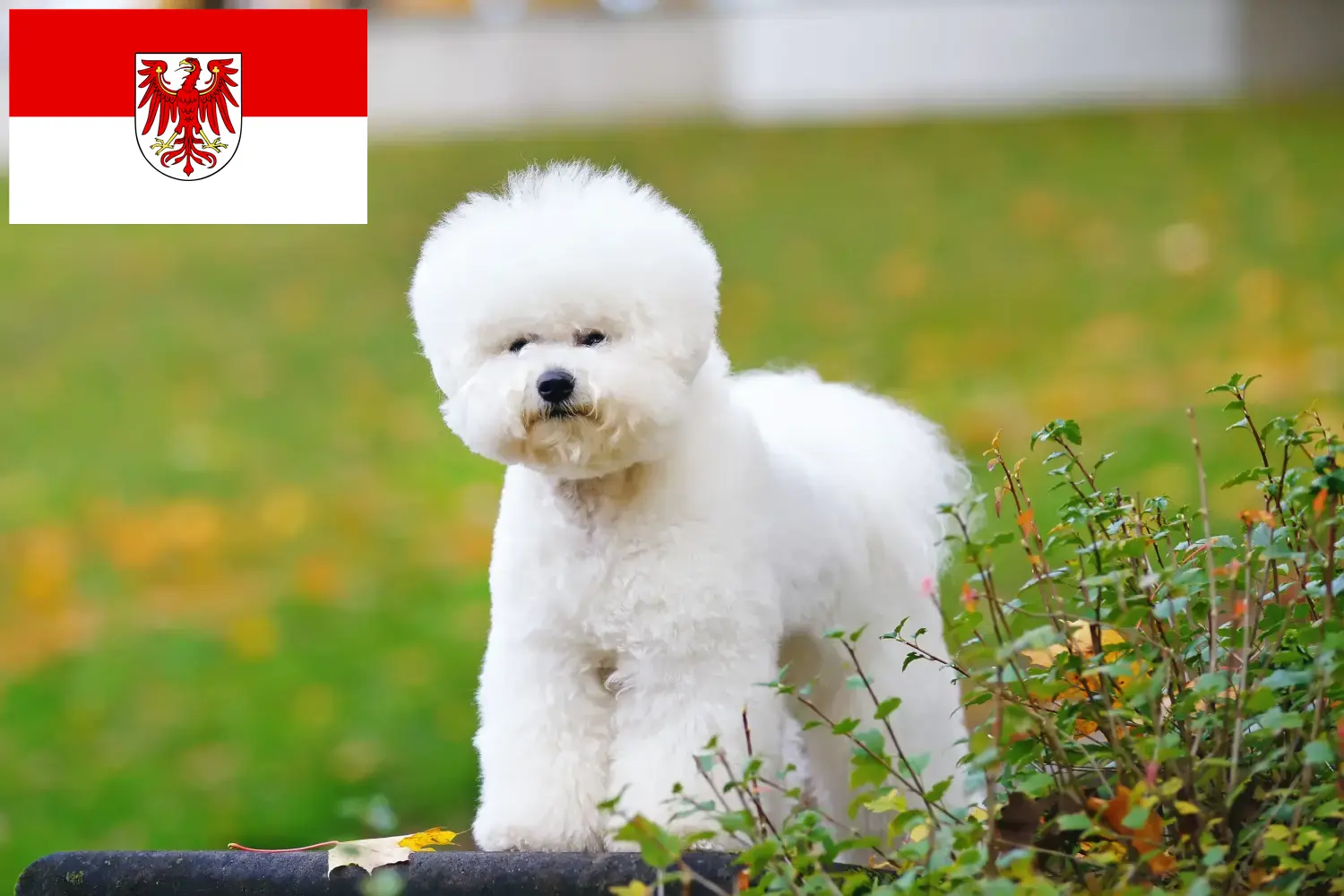 Bichon Frisé kölyökkutyák és tenyésztők Brandenburgban Keresse meg a Bichon Frisé tenyésztőket Brandenburg területén.