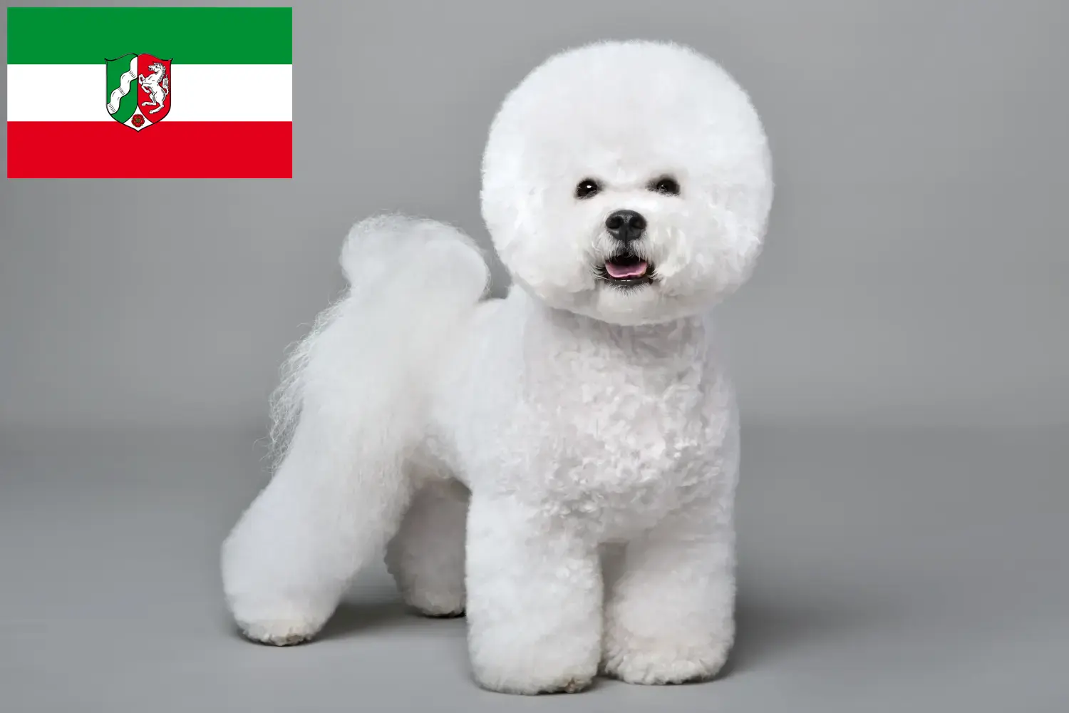 Bichon Frisé kiskutyák és tenyésztők Észak-Rajna-Vesztfália Itt találhat Bichon Frisé tenyésztőket Észak-Rajna-Vesztfália területén.