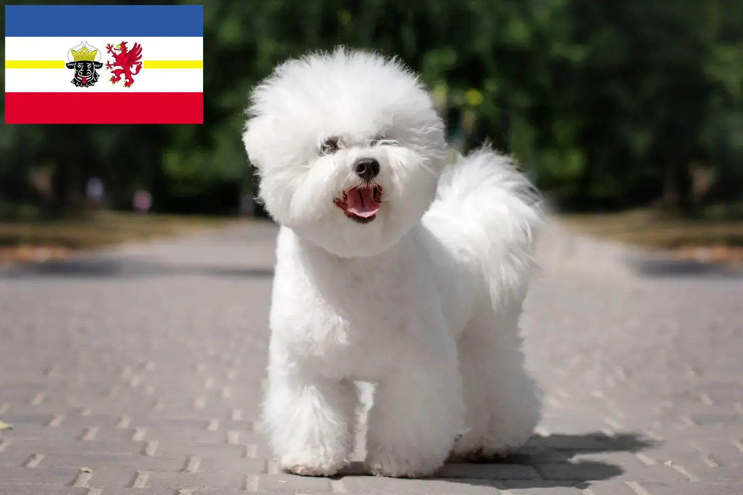 Bichon Frisé kiskutyák és tenyésztők Mecklenburg-Vorpommern tartományban Keresse meg a Bichon Frisé tenyésztőket Mecklenburg-Elő-Pomeránia területén.